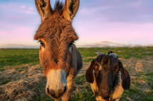 donkey and goat 