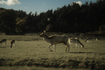 Male deer walking in a meadow, fallow deer majestic wildlife photo