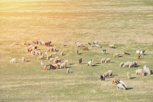 goats, lambs, and sheep in a field 