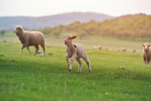sheep and lambs in a pasture 