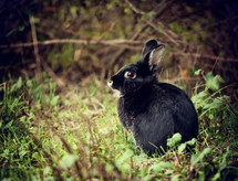 black rabbit photographed in the forest.
