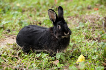 black rabbit 