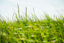green coastal grass 
