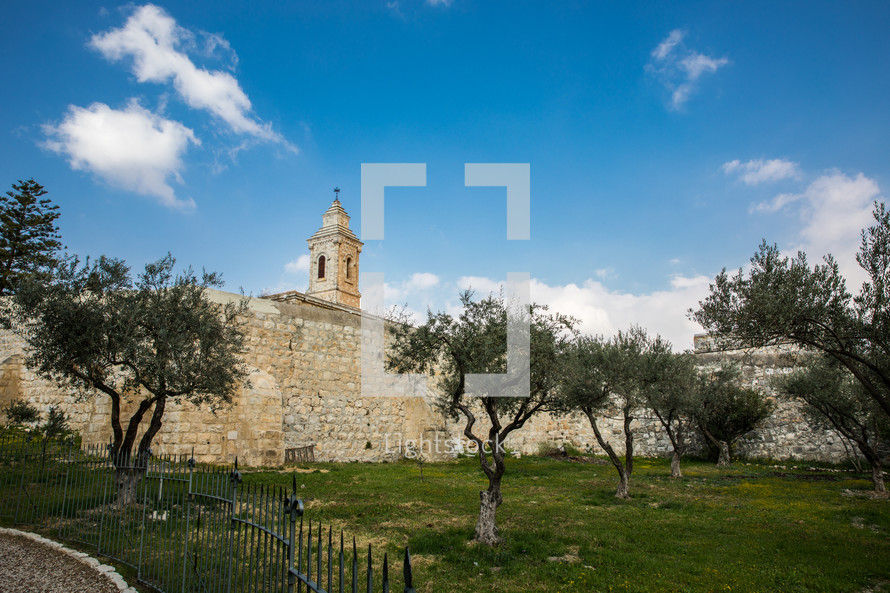 olive trees in the holy land 
