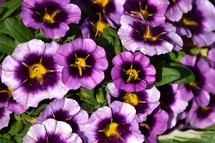 purple petunias background 