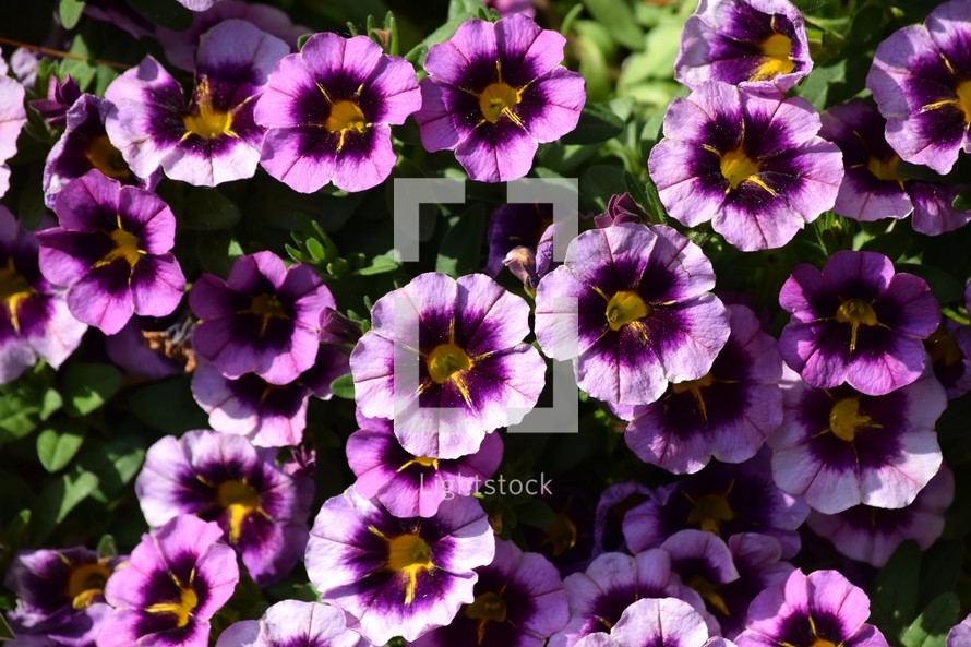 purple petunias background 