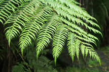 Green fern leaves, forest, nature,