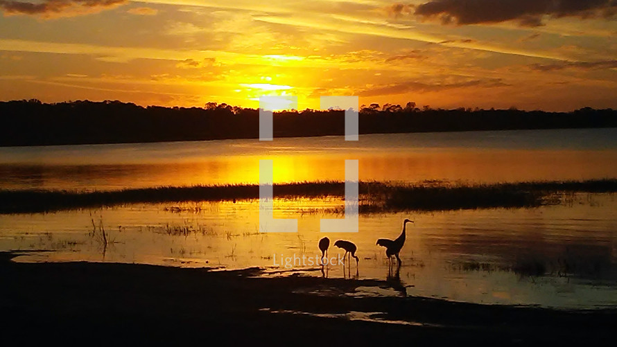A group of sand cranes silhouetted against the shore line at sunset. 