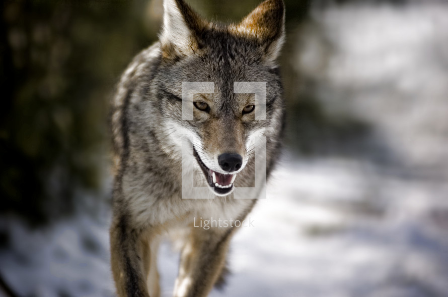 running wolf