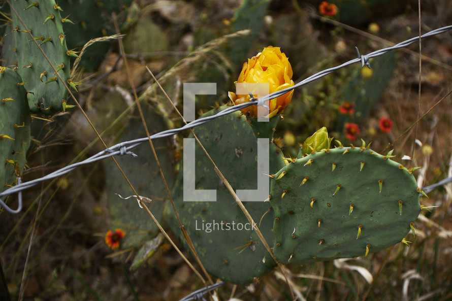 prickly pear cactus and barbed wire