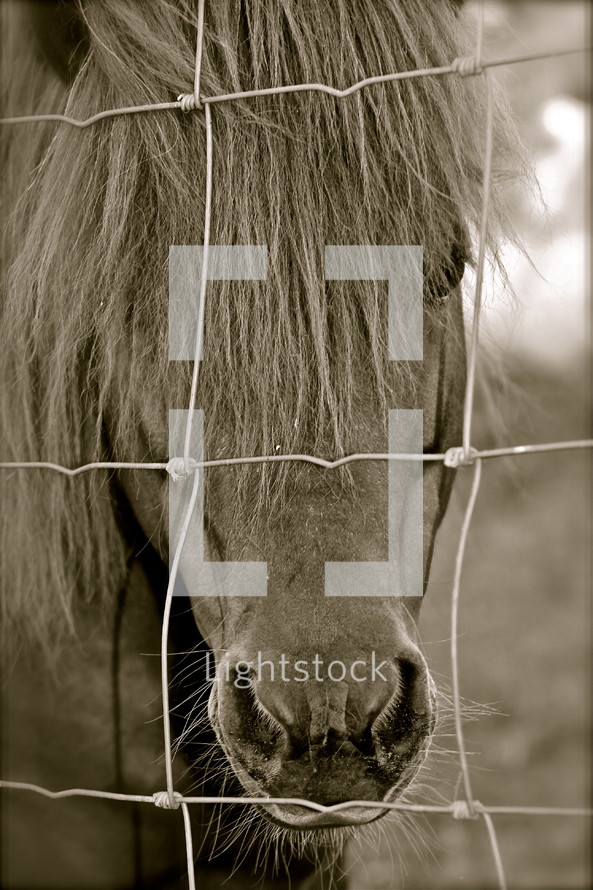 horse looking through fence wire