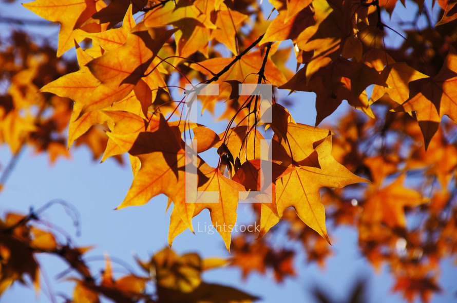 autumn maple leaves on a tree branch. Orange, Yellow, fall.