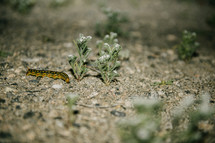 caterpillar on the ground 