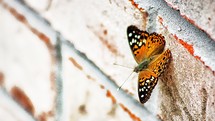 butterfly on a brick wall 