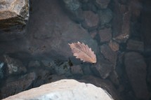 leaf floating on the water 