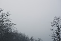Winter tree tops in morning mist.