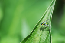 fly on a green leaf 