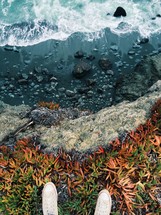 seaweed in a tide pool 