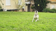 Slow motion of a white dog catching a tennis ball.