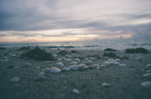 seashells on the beach 