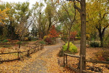 



Tree-lined path with fall foliage and wooden fence.
