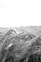 wheat field in black and white 