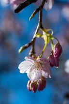 pink cherry blossom 