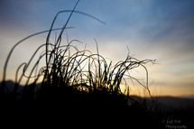 silhouette of tall grasses at sunset 