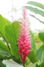 fuchsia tropical flower 