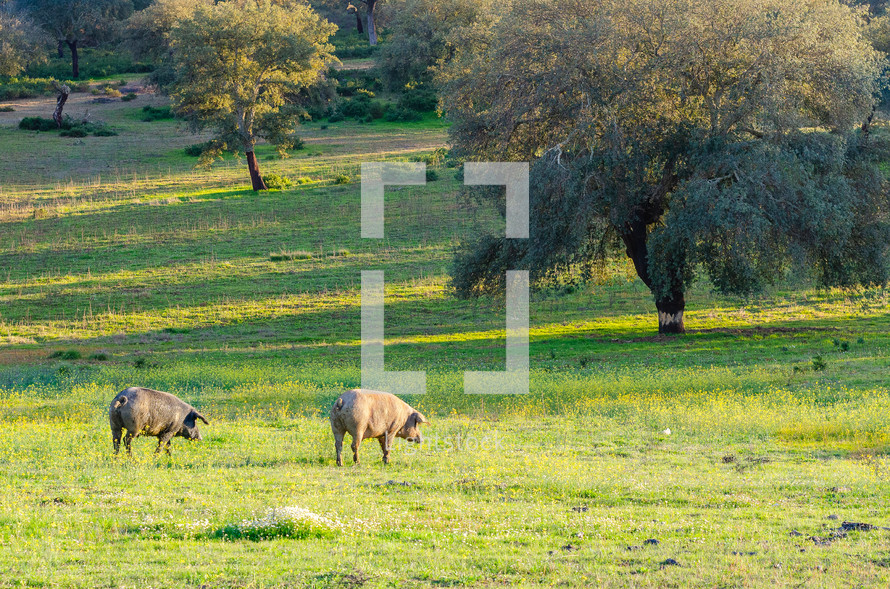 pig in grassland, Extremadura, Spain