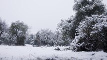 Slow motion of heavy snow fall during a snow storm in a forest