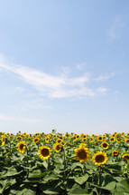 field of sunflowers with copy space 