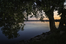 tree on a lake shore at sunset