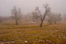 bare trees in a fog 