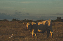 cow in a field 