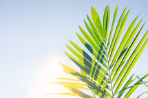 Palm frond in bright sunlight 
