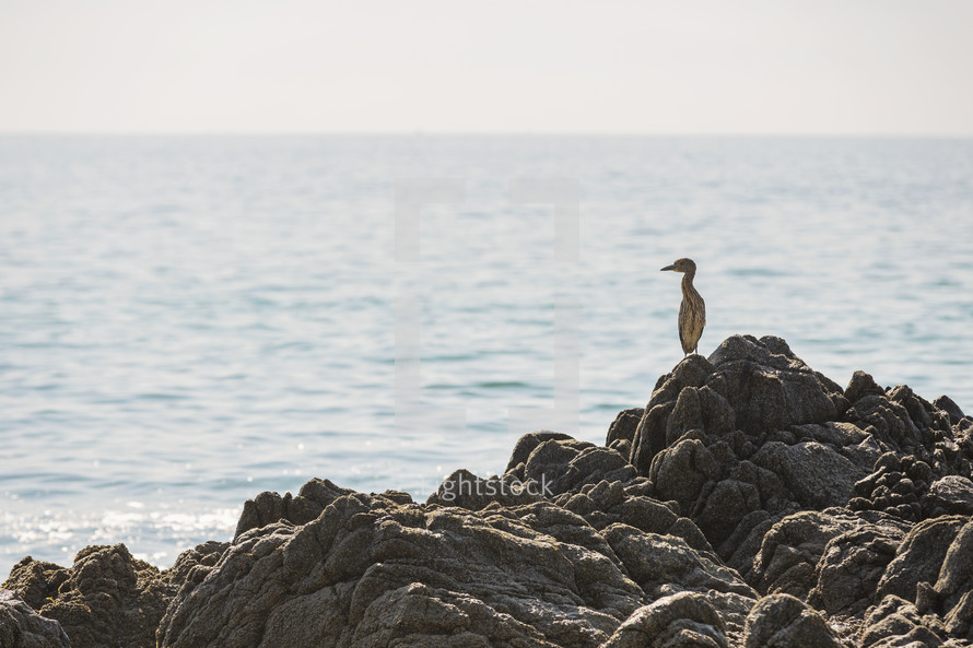 birds on rocks along a seashore 