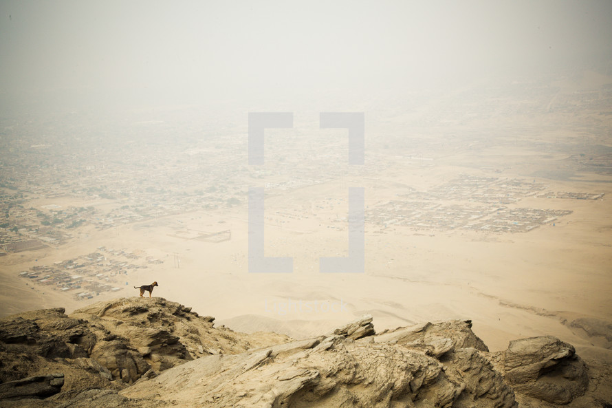 Dog on a rocky cliff overlooking the desert.