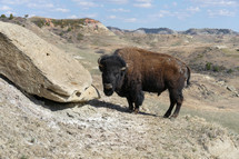 buffalo in Medora, North Dakota