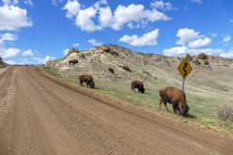 buffalo in Medora, North Dakota