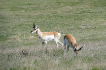 American antelope in Medora, North Dakota
