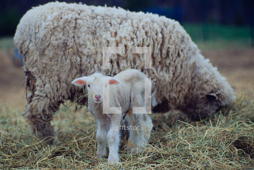 Adult sheep and a lamb