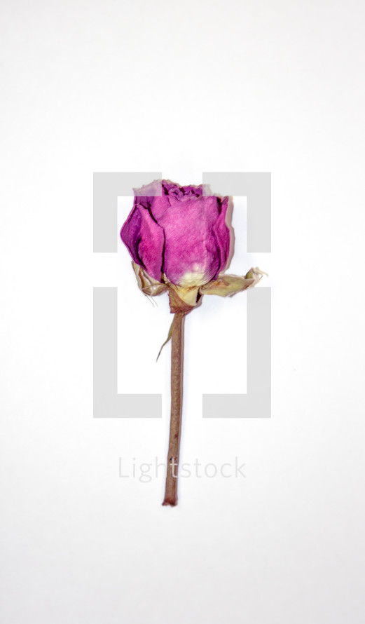 fuchsia rose