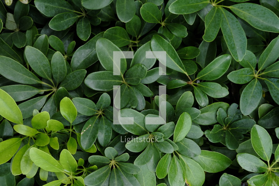 green leaves background 