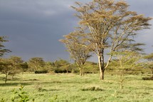 trees in a field 