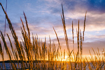 Sunset over water with tall grass growing on the shore.