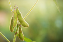 soybeans 