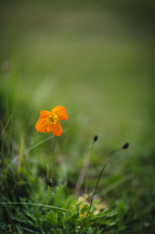 orange wildflower 