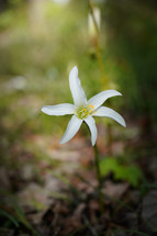 white lily 