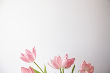 pink tulips , easter, flowers